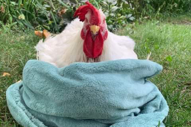 Flapjack the chicken in a blue blanket